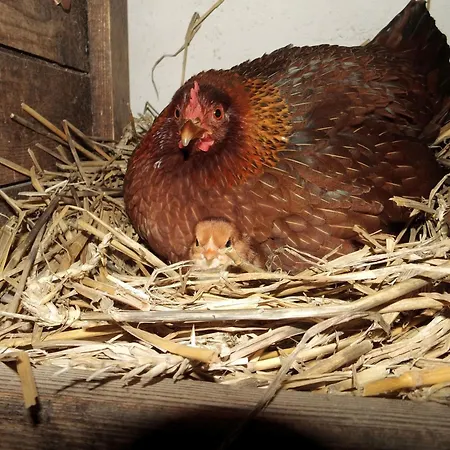 Ferien- Und Gaestewohnung Zallnerhof Am Elberadweg In